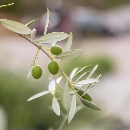 Lägenhet Tarari Luxury